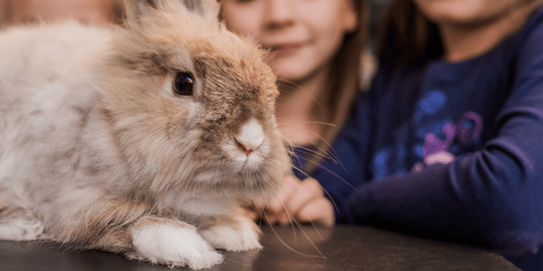 Managing small pets for children