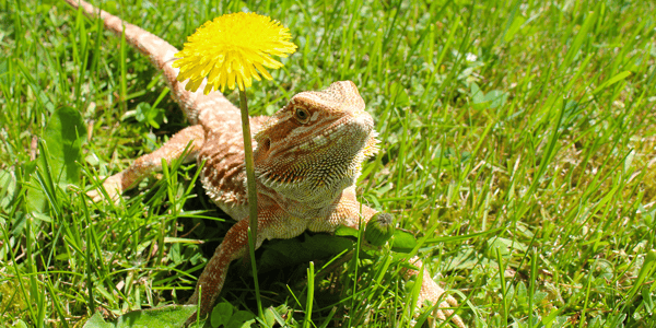 Fun facts about bearded dragons