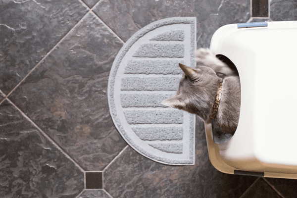 Cat Litter: Is clumping or non-clumping litter better?