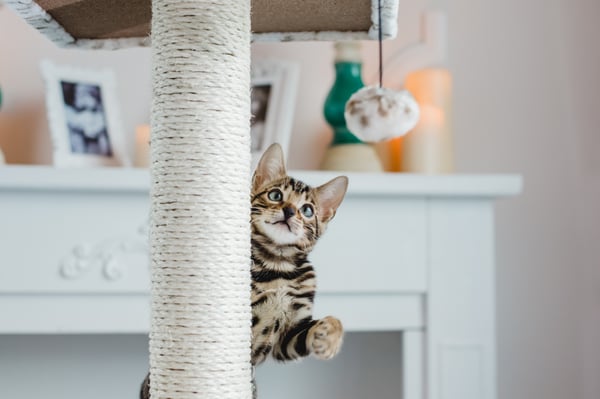 Cat scratching solutions: posts and platforms