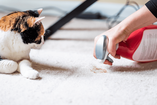 A guide to cat toilet training