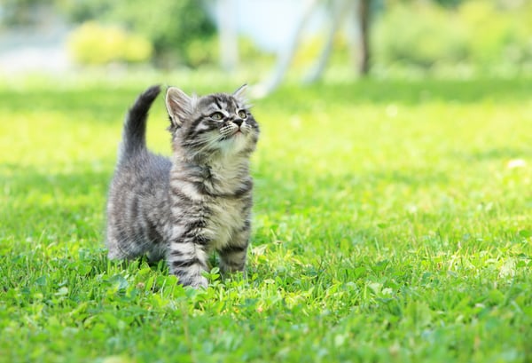 How to keep your cat safe and happy outdoors