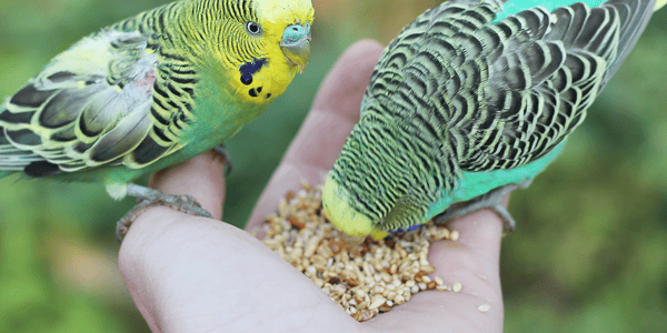 What should you be feeding your bird?