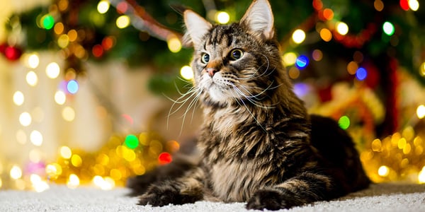 Cat Christmas Gift Guide 2021