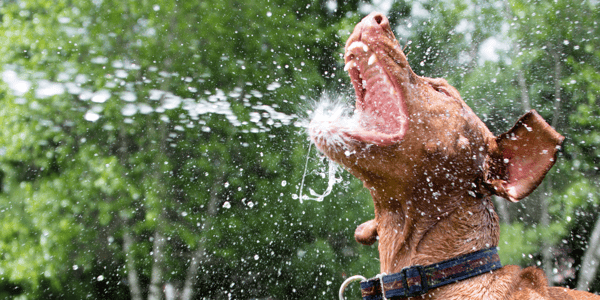 How to Cool Down Your Dog and Prevent Them From Overheating