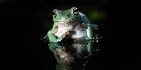 Everything you need to know about frog care
