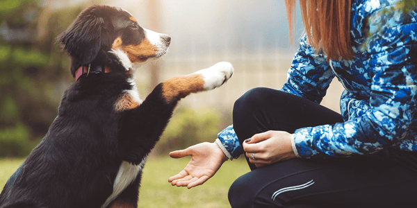 7 Easy Tricks To Teach Your Dog