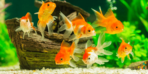 How to safely add fish to your aquarium