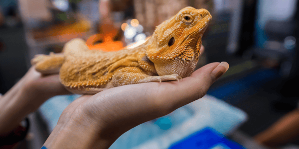 How to correctly handle your pet reptile