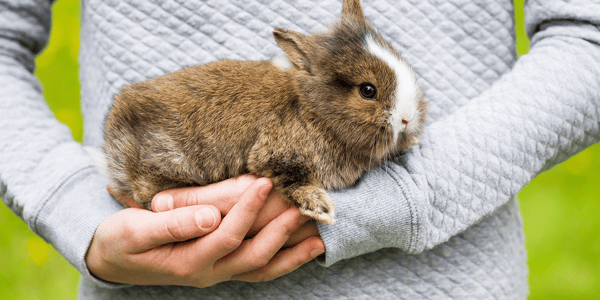 How to train your rabbit to be held