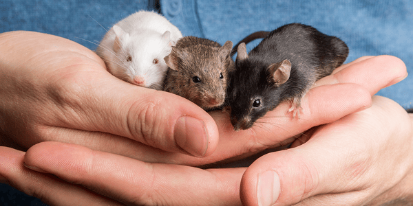 New mouse checklist – Preparing for the introduction of your pet mouse