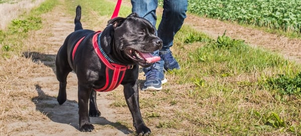 How to Choose the Best Dog Harness