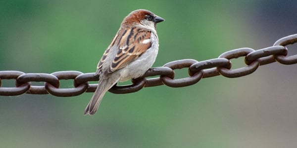 How to identify common New Zealand backyard birds