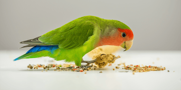 Tips for choosing the best bird treats
