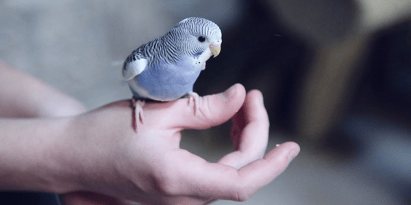 A beginners guide to bird keeping