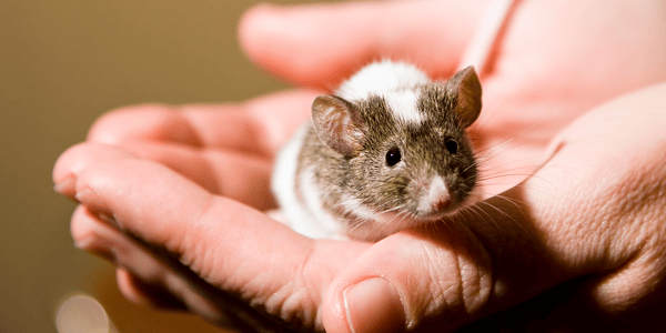 How to care for a pet mouse