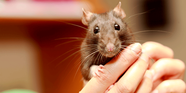 New rat checklist - Preparing for the introduction of your pet rat