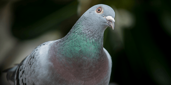Amazing facts about pigeons