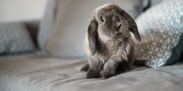 Clicker training with your rabbit