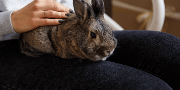 Everything you need to know before bringing a pet rabbit home