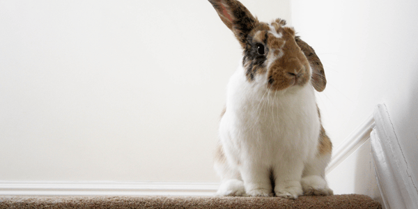 Interesting facts about pet rabbits