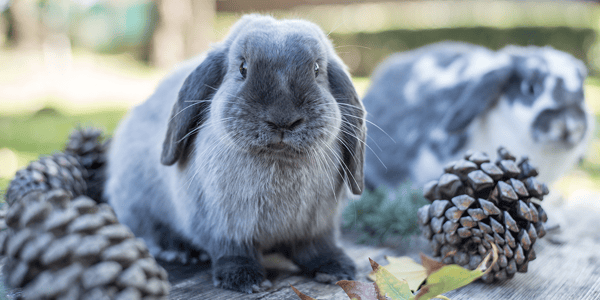 How to make DIY toys for your rabbit