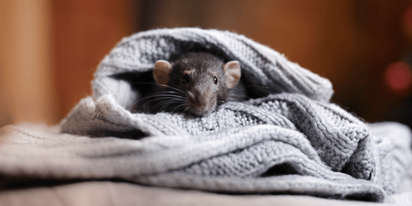 Why rats make such great pets