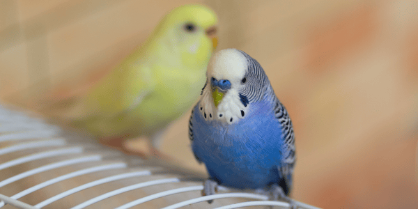 How to care for your pet budgie