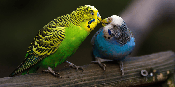 A Basic Guide to Pet Budgies