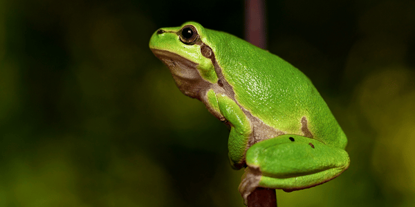 New tadpoles & frogs checklist