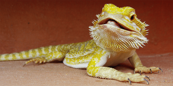 Here's why reptiles make great pets