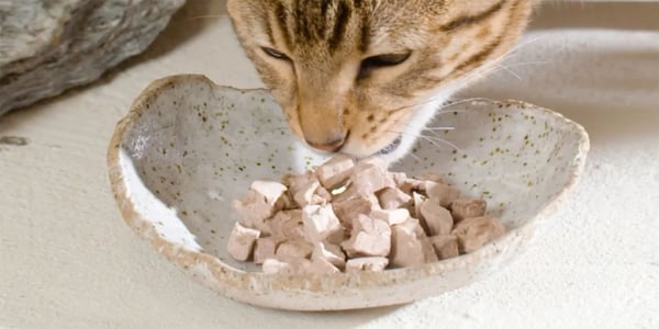 Benefits of Grain Free Cat Food