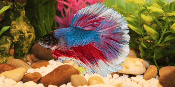 Siamese fighting fish as pets