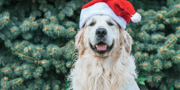 Dog Christmas Gift Guide 2021