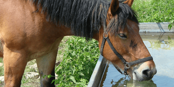 Keeping your horse hydrated