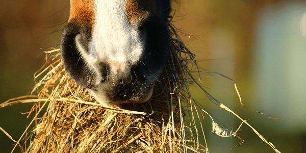 Feeding your horse: what you need to know