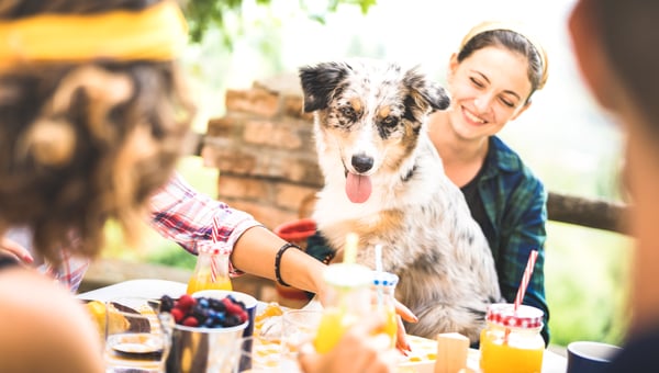 15 of New Zealand's best dog friendly events