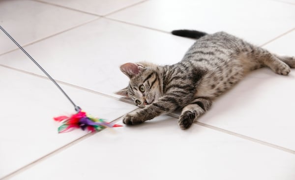 Choosing the right toys for your cat