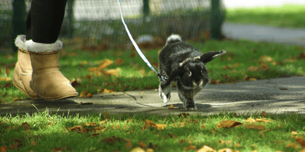 How to help your small pet get enough exercise