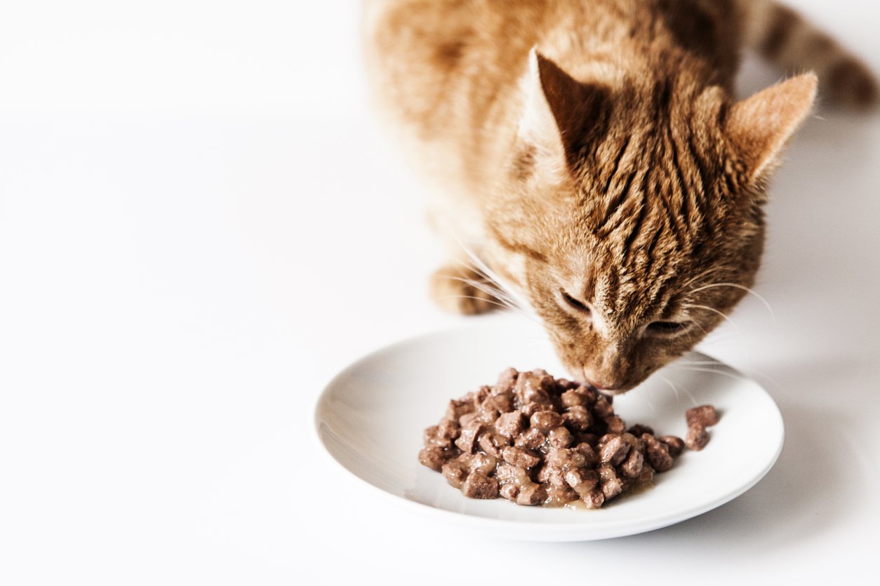Cat Feeding Guide: Wet or dry cat food, or mixed?
