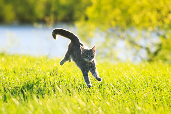 How to keep your cat active and a healthy weight