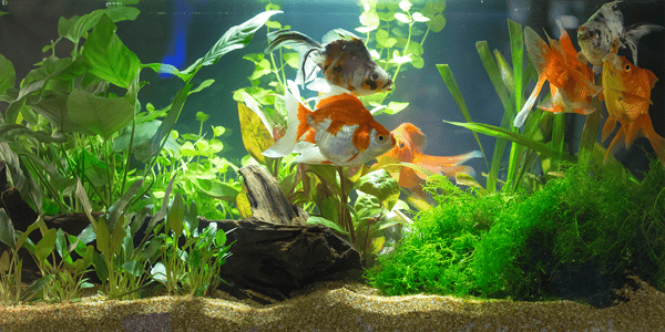 How to set up an aquarium