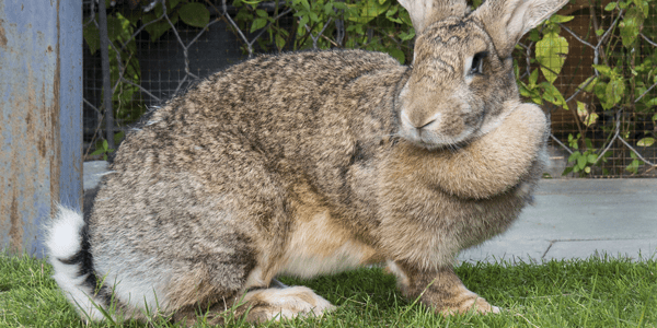 Why flemish giant rabbits make great pets