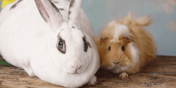 New rabbit & guinea pig checklist – Preparing for the introduction of your small pet