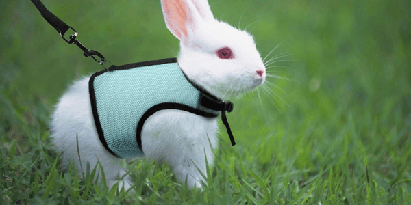 A guide to travelling with your rabbit
