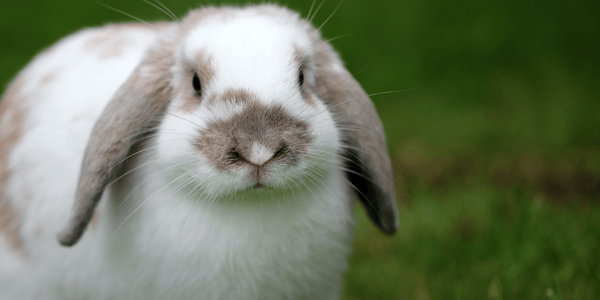How to do a health check on your rabbit
