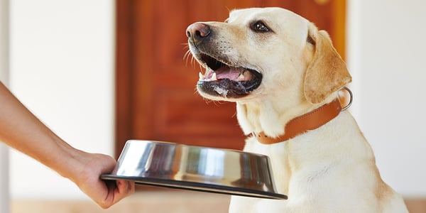 How To Choose The Right Food For Your Dog