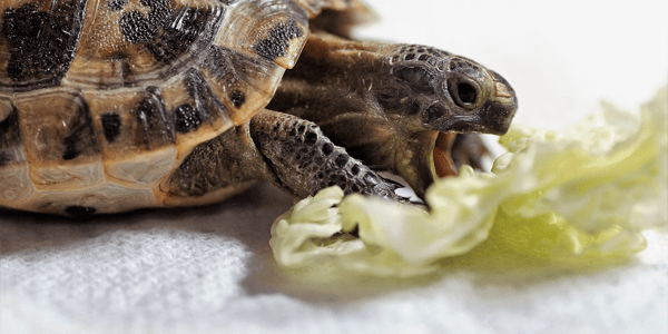 The slow down on turtle & tortoise care