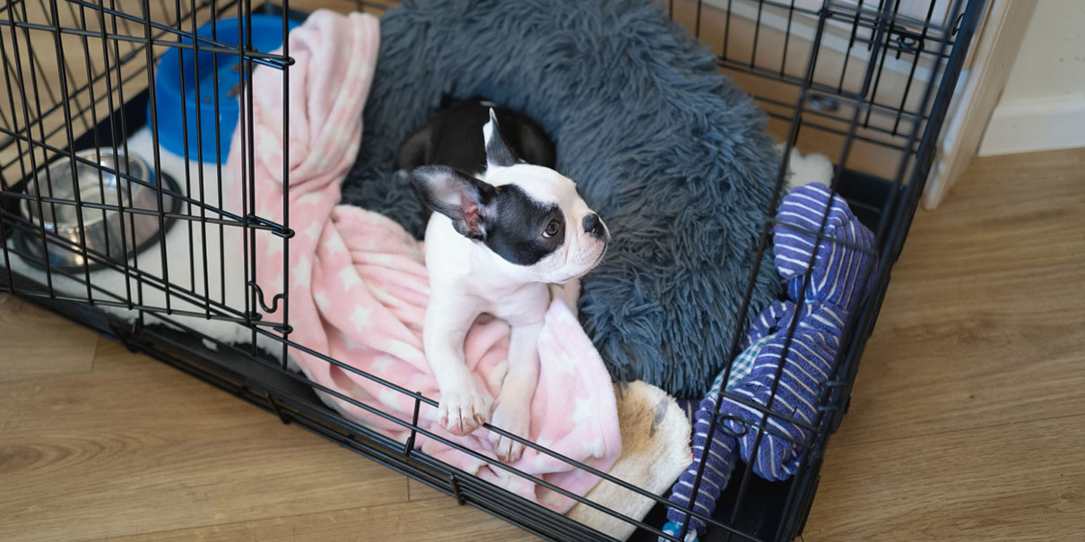How To Crate Train A Puppy, According To Experts Daily Paws atelier